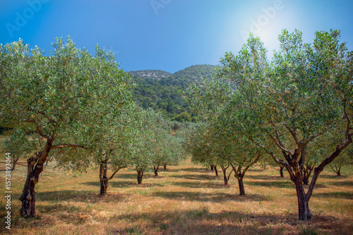 olive trees in a field overlooking the sun in the south of France