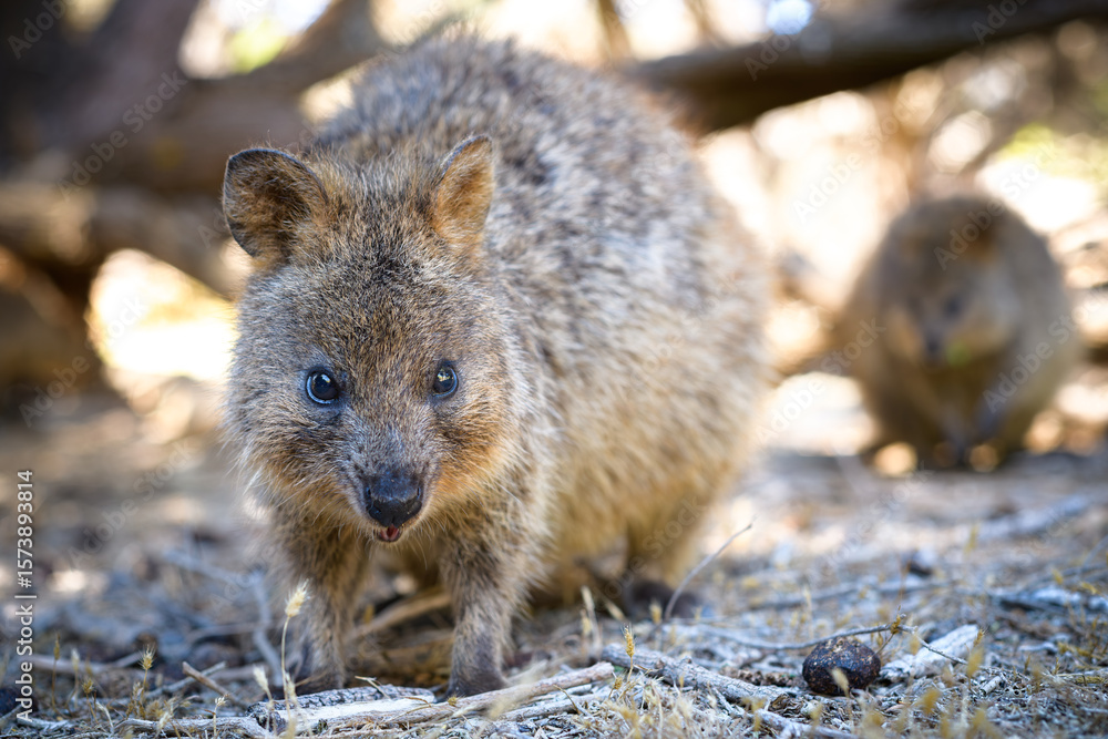 Fototapeta premium The quokka is a small macropod. It is herbivorous and mainly nocturnal. The quokka's range is a small area of southwestern Australia.