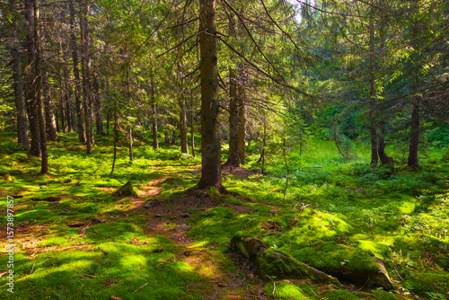 Fototapeta green forest glade at the summer sunny day