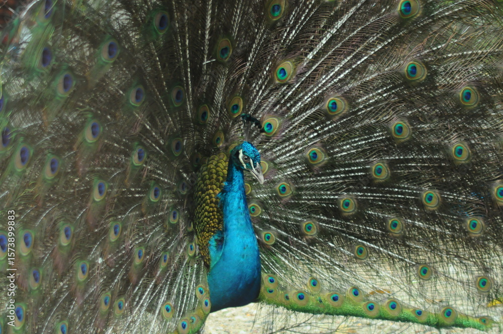 Obraz premium Species birds of the family Pavo cristatus. Majestic Peacock Detailed View Head and Neck displaying vibrant blue colors emerald details plumage showcasing iridescent feathers in full bloom