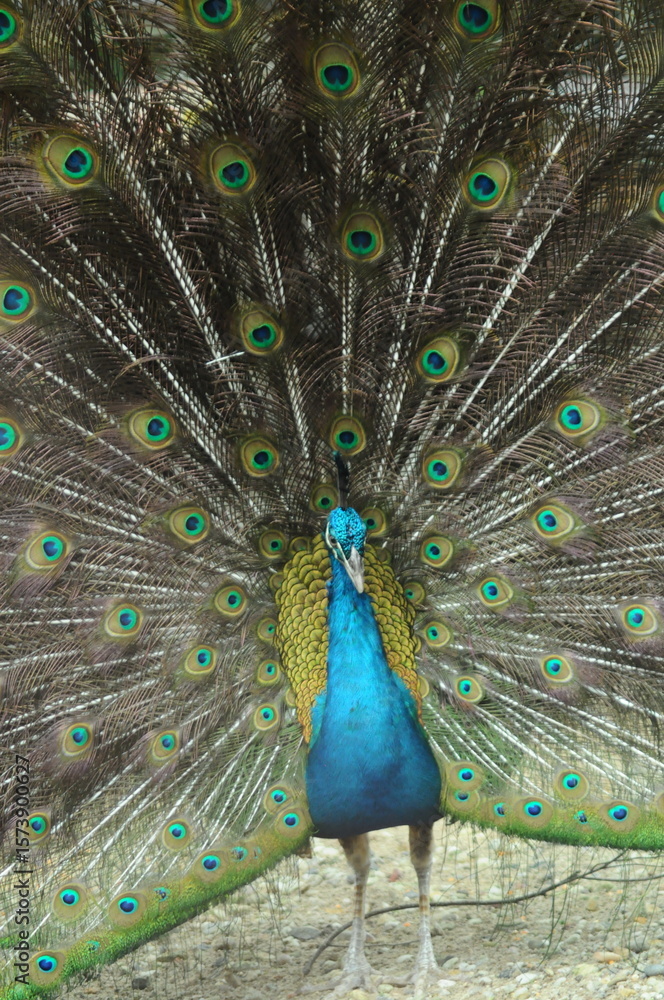Naklejka premium Species birds of the family Pavo cristatus. Majestic Peacock Detailed View Head and Neck displaying vibrant blue colors emerald details plumage showcasing iridescent feathers in full bloom