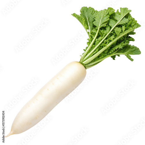  Fresh white daikon radish on transparent background 