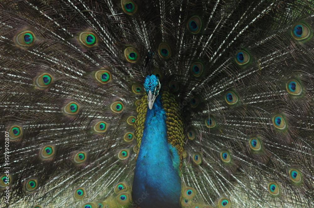 Obraz premium Species birds of the family Pavo cristatus. Majestic Peacock Detailed View Head and Neck displaying vibrant blue colors emerald details plumage showcasing iridescent feathers in full bloom
