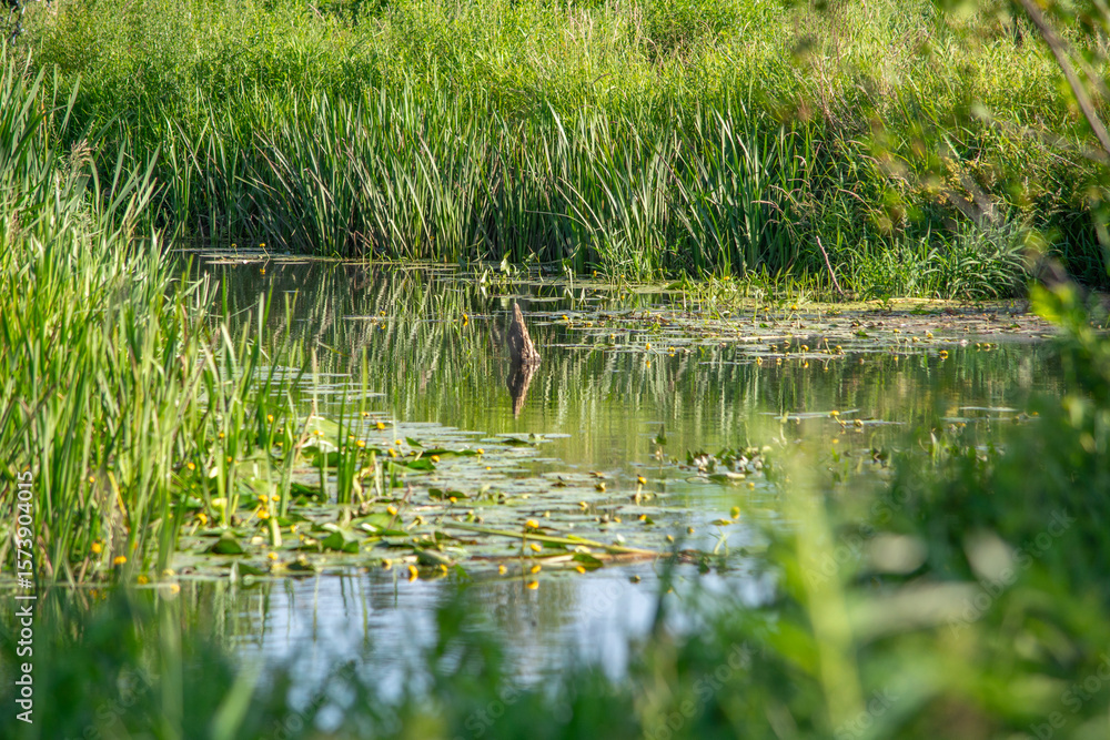 The small Grabia River in central Poland. The small Grabia River in central Poland.