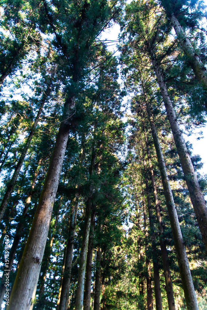 Fototapeta premium low-angle view of the cedar trees