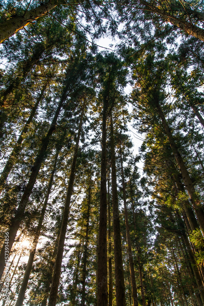 Fototapeta premium low-angle view of the cedar trees