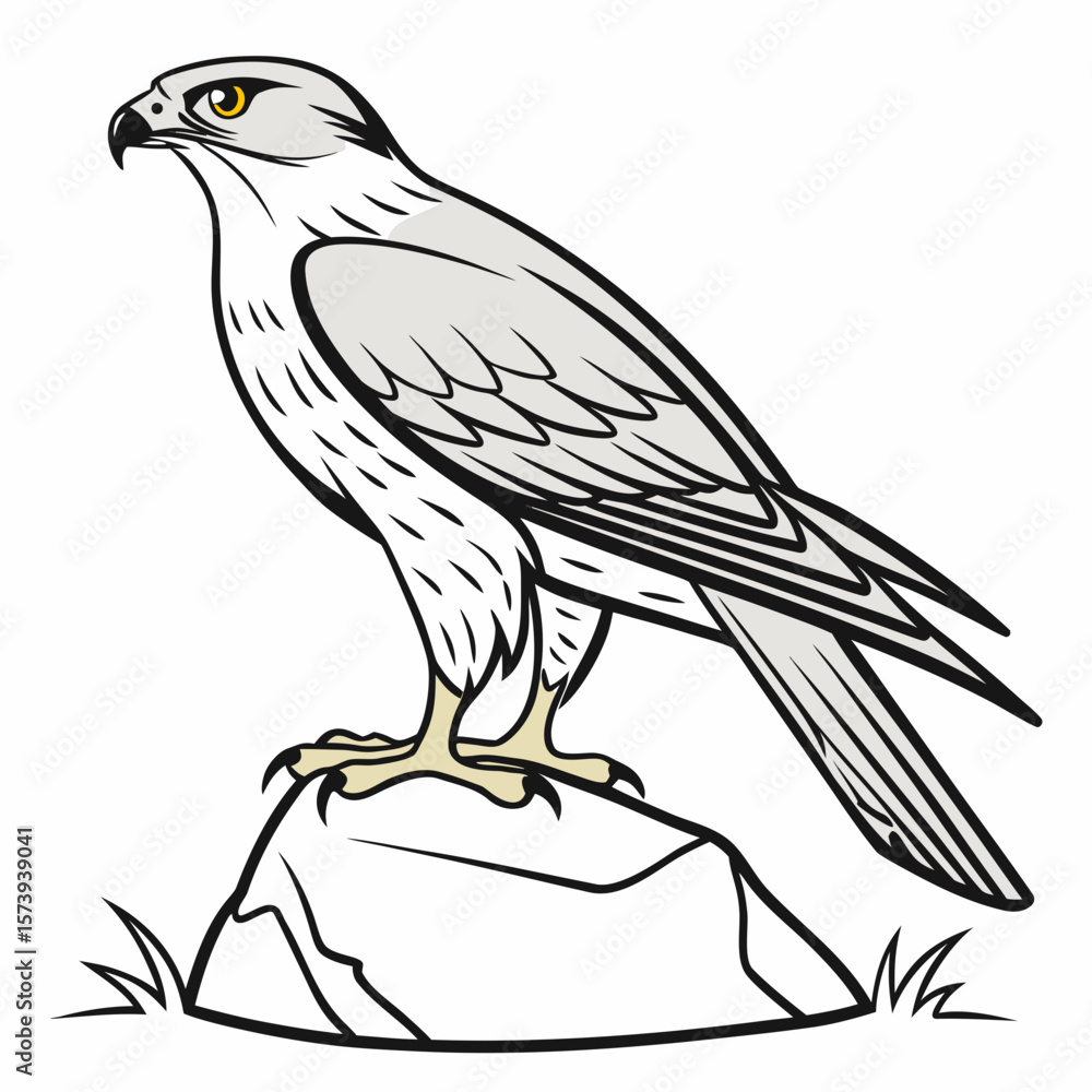 Obraz premium Falcon Standing on Rock