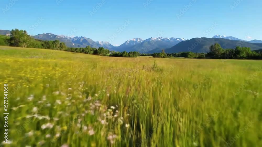 Lush meadow stretches towards snow-capped mountains Lush meadow stretches towards snow-capped mountains