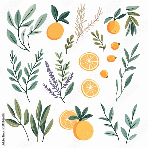 Naive flat set with olive branches, lavender, rosemary and lemons, perfect for eco packaging, wall art, greeting cards and printable designs