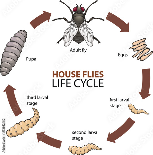 illustration of house flies life cycle diagram