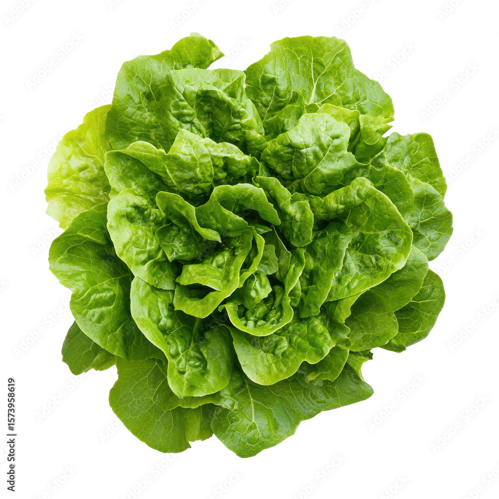Obraz premium Fresh Green Lettuce Head Isolated on Black Background isolated on a transparent background