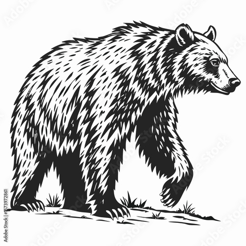 vector illustration of a bear