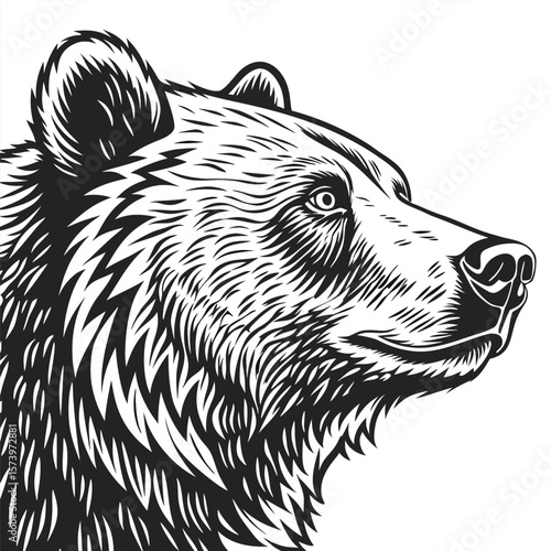 vector illustration of a bear