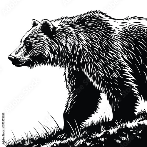 brown bear on a white background