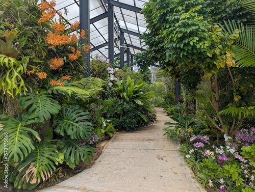 Orange orchids, monstera deliciosa, tree fern, staghorn fern, palm growing in a conservatory