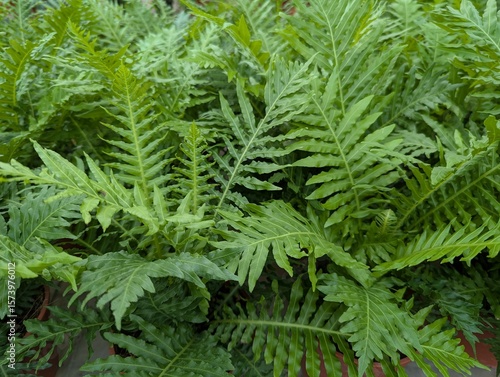 Top view of Silver lady fern (Blechnum gibbum) 