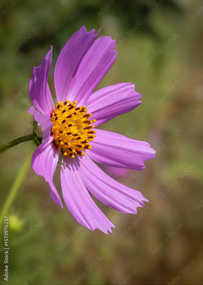 Obraz premium An individual, beautiful, pink cosmos flower which grows all along the roadsides in parts of South Africa, is actually a weed in this country, originally coming into the country in horse feed.