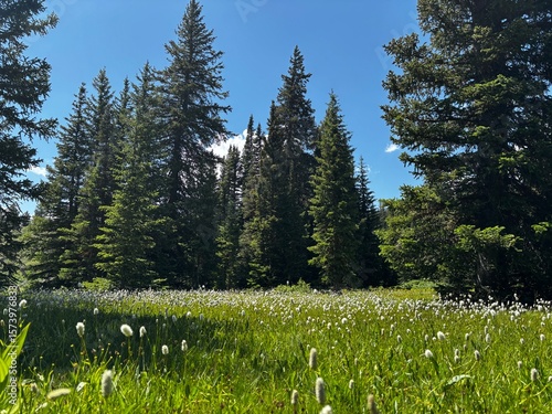 pine tree forest and green meadow with wildflowers in western Idaho in summer