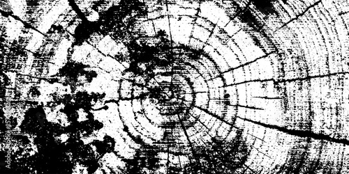 Radial fungal decay on wood with grunge texture for design and overlay
