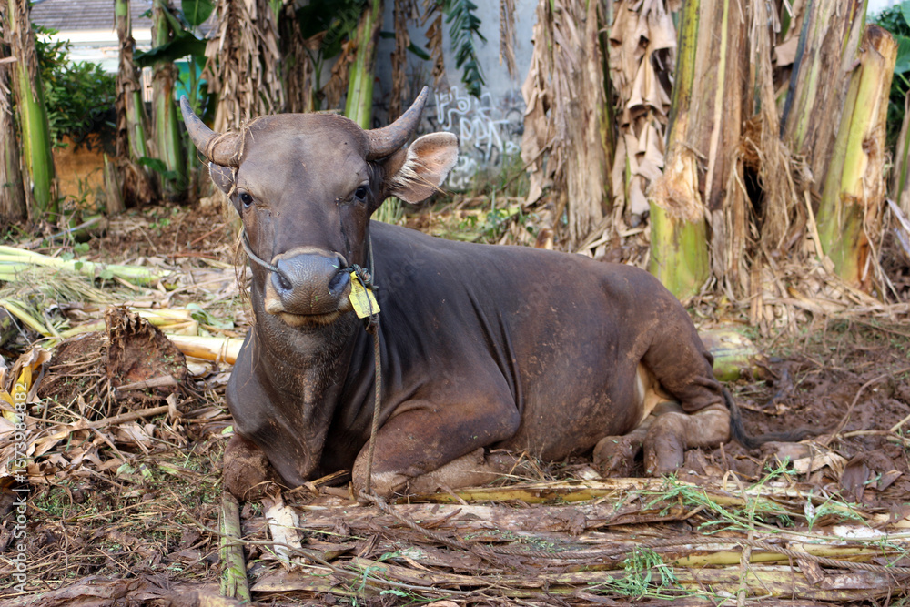 Fototapeta premium Bima cow in the yard