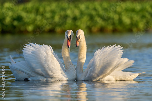 Fototapeta Naklejka Na Ścianę i Meble -  Mute swan (Cygnus olor)