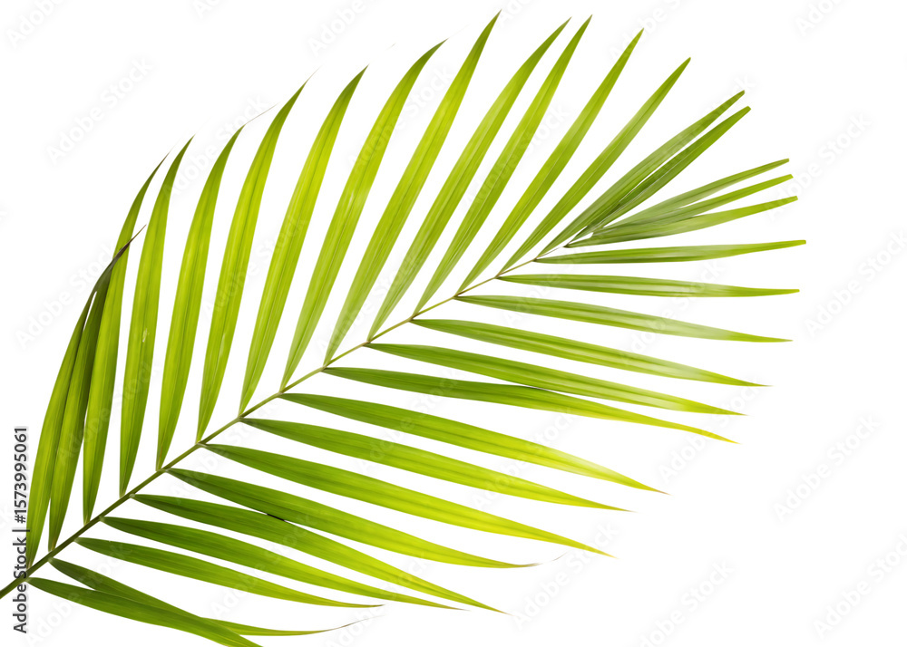 Fototapeta premium plam tree leaf isolated on white background, png, ai generated. 