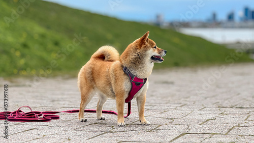 Adorable red Shiba Inu dog happily walking on lush green grass outdoors on a sunny summer day. High-quality, pet-friendly image perfect for nature, outdoor, or lifestyle projects. Copy space.