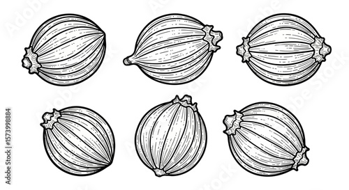 Six Black and White Line Drawings of Poppy Seed Pods in Various Orientations