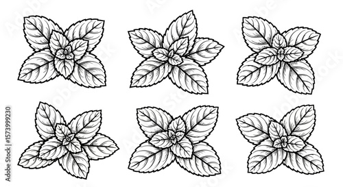 Detailed Black and White Mint Sprigs Illustration on White Background
