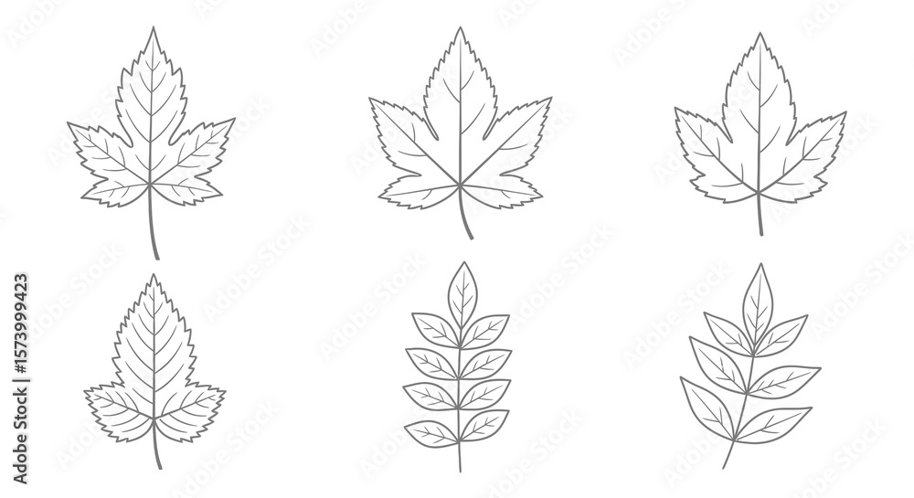 Fototapeta premium Outlined Leaf Illustrations: Various Leaf Shapes, Simple, Botanical, Vector Design.