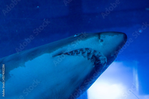 great white shark
