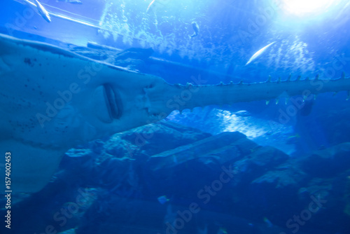 Sawfish