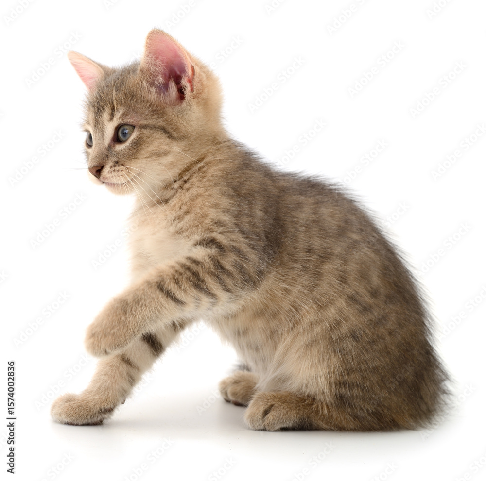 Obraz premium Kitten on white background.