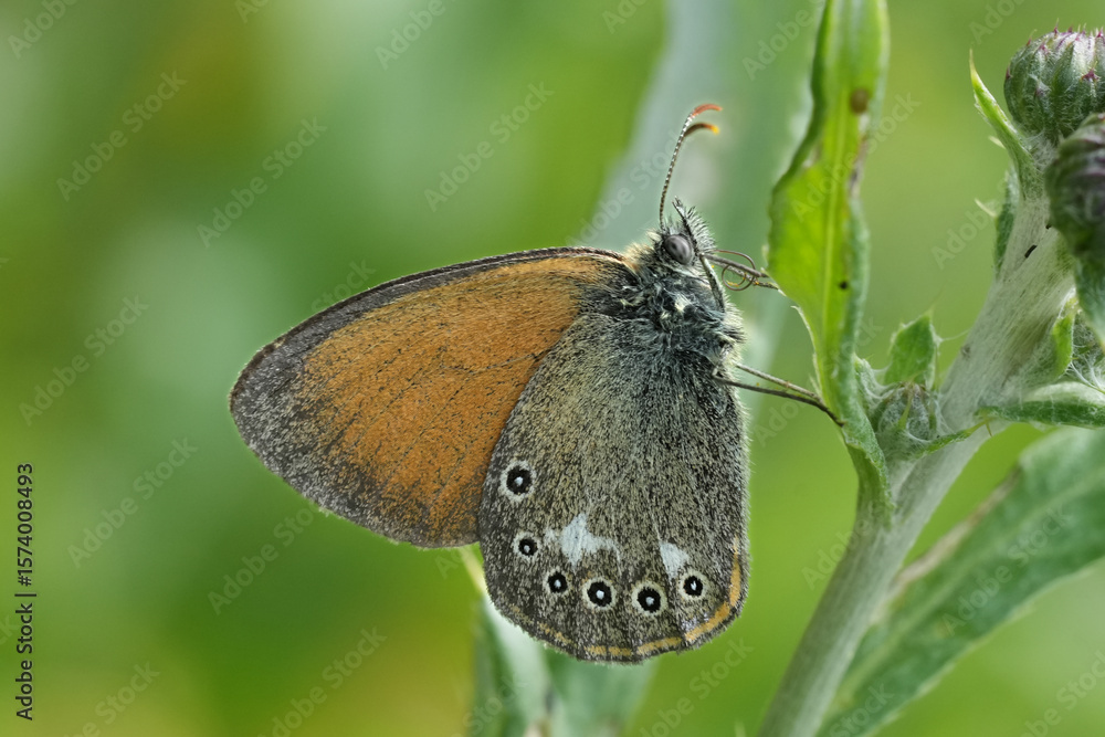 Obraz premium Closeup on a Chestnut Heath butterfly, Coenonympha glycerion with closed wings