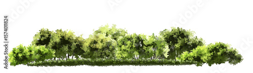  Vector watercolor green  tree or forest side view isolated on white background for landscape and architecture drawing,elements for environment or and garden,Shrub for section