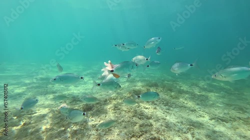 Wallpaper Mural Fish in the Adriatic Sea swim near the coast. Mediterranean Sea, Italy Torontodigital.ca