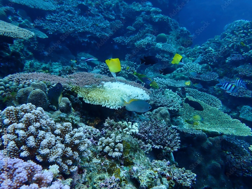 Fototapeta premium Coral reef in Kerama, Okinawa