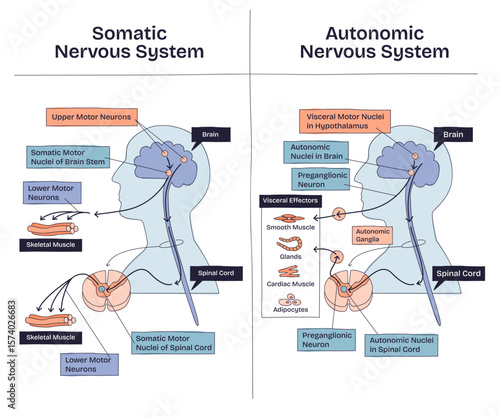 Somatic vs autonomic nervous system shows differences in neural pathways, muscle control, and target effectors. Main objects, brain, spinal cord, muscles. Doodle style diagram