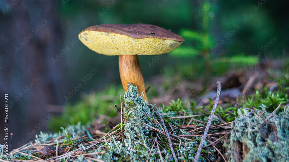 Fototapeta premium Beautiful forest background with mushrooms. A bright orange mushroom against the background of a forest, bushes and trees. Autumn and summer forest landscapes. High quality photo