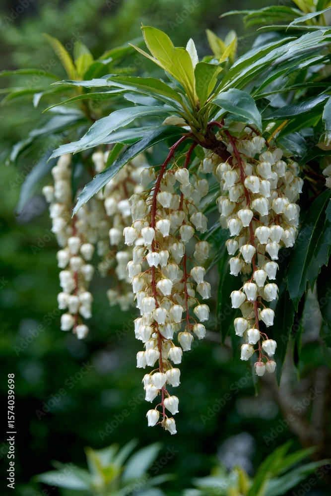 Obraz premium Close up of Japanese andromeda - Pieris japonica - featuring delicate white bell like blossoms cascading over glossy deep green leaves in soft focus