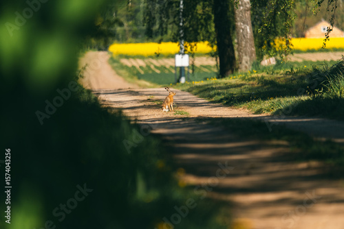Hare on a Country Pathway