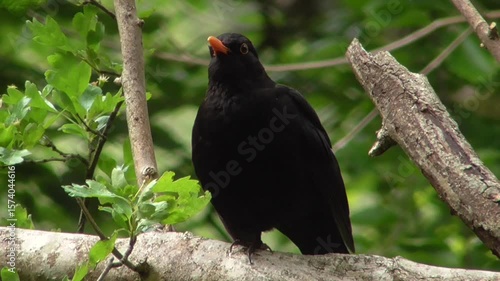 Male Common Blackbird (Turdus merula) Singing in a British Woodland in Spring
