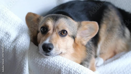 Tricolor Corgi Resting on Sofa