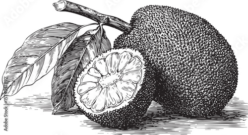 Jackfruit with a slice and leaves for culinary use
