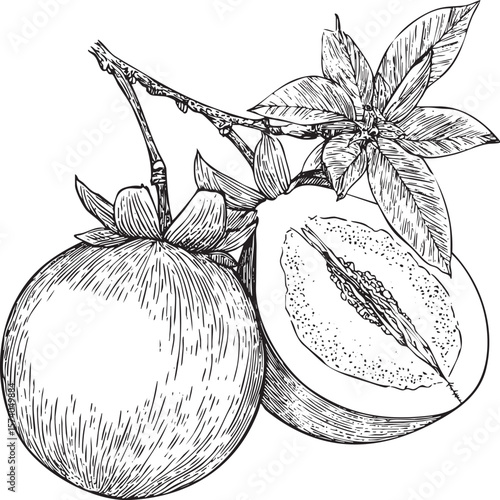 Fresh fruit illustration featuring ripe melon and orange