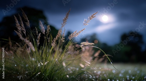 Dew-Covered Grass Illuminated by Moonlight at Night