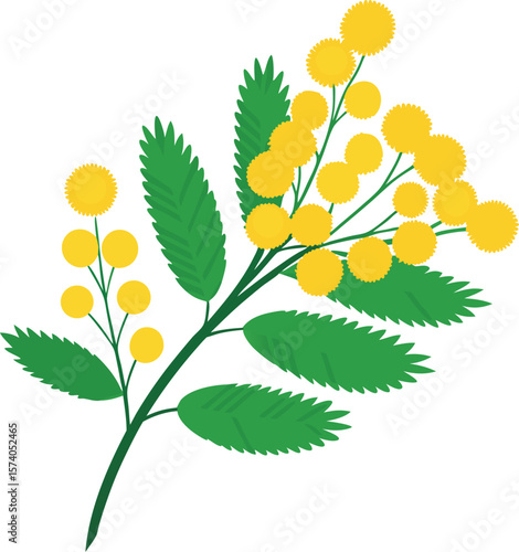 Green mimosa branch with yellow pom pom flowers