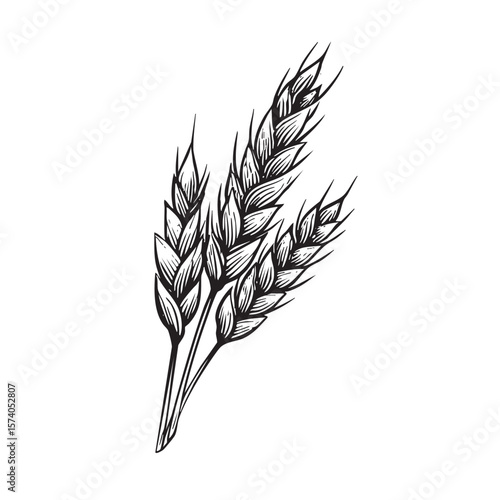Wheat stalks for natural food design and sustainable agriculture