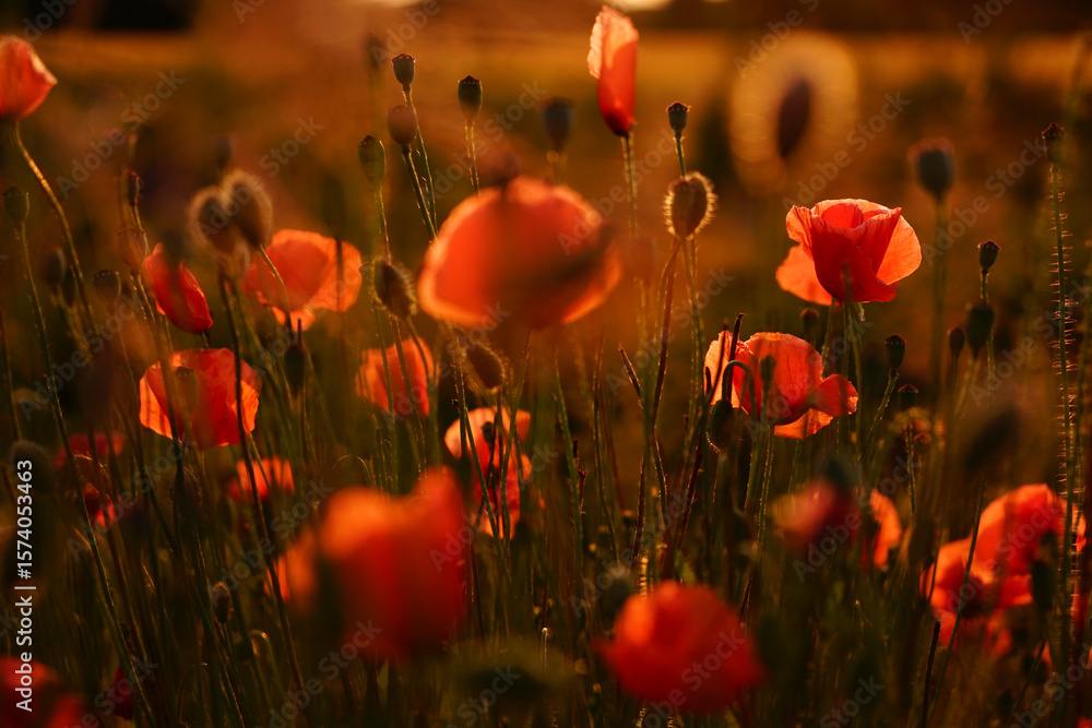 Obraz premium red poppy flowers