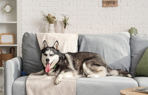 Cute Husky dog lying on sof...